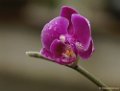 Orchidee en andere bloemenen
